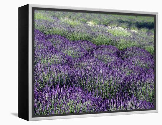 Lavender Fields in Sequim, Olympic Peninsula, Washington, USA-Jamie & Judy Wild-Framed Premier Image Canvas