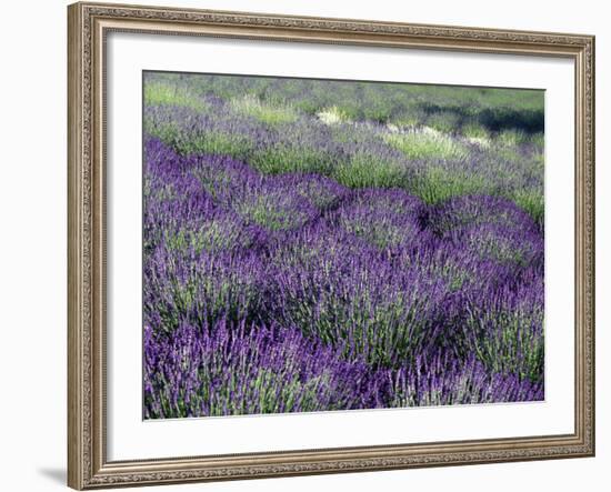 Lavender Fields in Sequim, Olympic Peninsula, Washington, USA-Jamie & Judy Wild-Framed Photographic Print