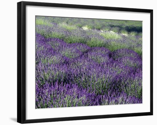 Lavender Fields in Sequim, Olympic Peninsula, Washington, USA-Jamie & Judy Wild-Framed Photographic Print