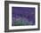 Lavender Fields in Sequim, Olympic Peninsula, Washington, USA-Jamie & Judy Wild-Framed Photographic Print