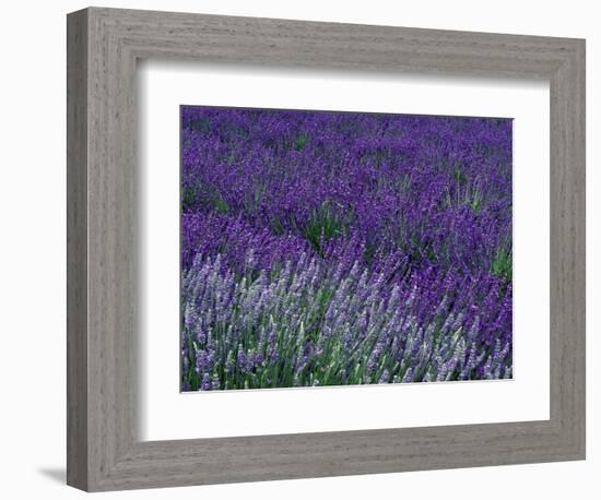 Lavender Fields in Sequim, Olympic Peninsula, Washington, USA-Jamie & Judy Wild-Framed Photographic Print