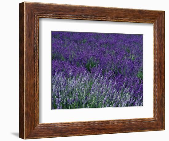 Lavender Fields in Sequim, Olympic Peninsula, Washington, USA-Jamie & Judy Wild-Framed Photographic Print