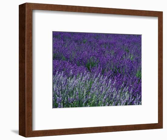 Lavender Fields in Sequim, Olympic Peninsula, Washington, USA-Jamie & Judy Wild-Framed Photographic Print