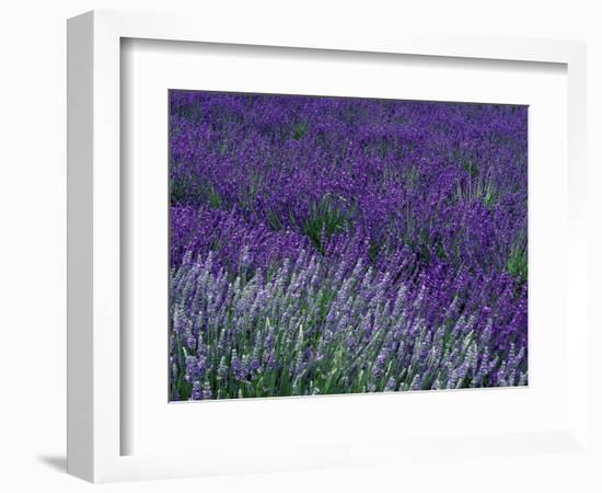 Lavender Fields in Sequim, Olympic Peninsula, Washington, USA-Jamie & Judy Wild-Framed Photographic Print