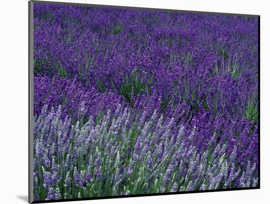 Lavender Fields in Sequim, Olympic Peninsula, Washington, USA-Jamie & Judy Wild-Mounted Photographic Print