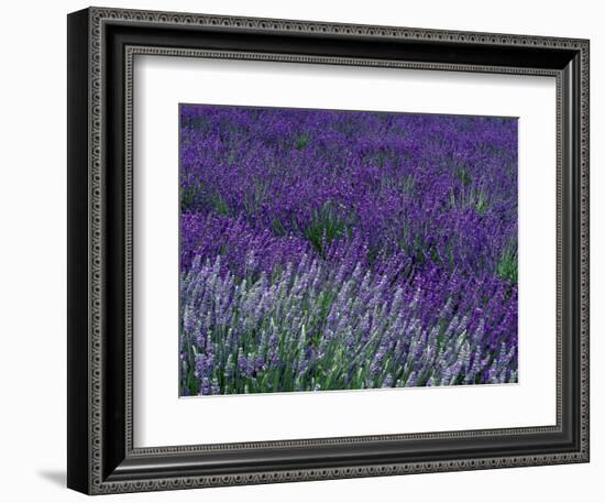 Lavender Fields in Sequim, Olympic Peninsula, Washington, USA-Jamie & Judy Wild-Framed Photographic Print