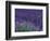 Lavender Fields in Sequim, Olympic Peninsula, Washington, USA-Jamie & Judy Wild-Framed Photographic Print