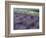 Lavender Fields in Sequim, Olympic Peninsula, Washington, USA-Jamie & Judy Wild-Framed Photographic Print