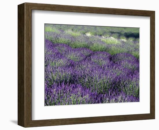 Lavender Fields in Sequim, Olympic Peninsula, Washington, USA-Jamie & Judy Wild-Framed Photographic Print