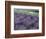 Lavender Fields in Sequim, Olympic Peninsula, Washington, USA-Jamie & Judy Wild-Framed Photographic Print