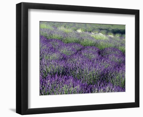 Lavender Fields in Sequim, Olympic Peninsula, Washington, USA-Jamie & Judy Wild-Framed Photographic Print