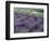 Lavender Fields in Sequim, Olympic Peninsula, Washington, USA-Jamie & Judy Wild-Framed Photographic Print