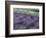 Lavender Fields in Sequim, Olympic Peninsula, Washington, USA-Jamie & Judy Wild-Framed Photographic Print