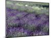 Lavender Fields in Sequim, Olympic Peninsula, Washington, USA-Jamie & Judy Wild-Mounted Photographic Print