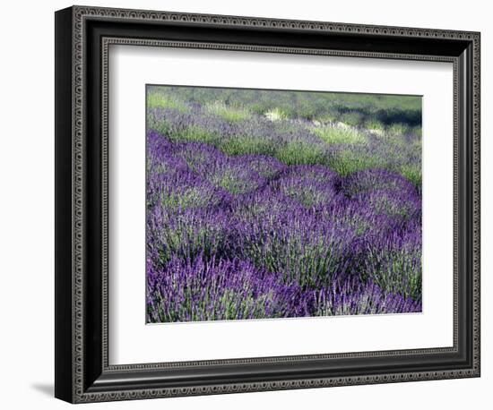 Lavender Fields in Sequim, Olympic Peninsula, Washington, USA-Jamie & Judy Wild-Framed Photographic Print