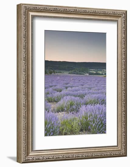 Lavender Fields Near Sault, Vaucluse, Provence, France, Europe-Julian Elliott-Framed Photographic Print