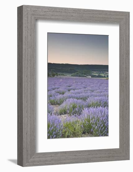 Lavender Fields Near Sault, Vaucluse, Provence, France, Europe-Julian Elliott-Framed Photographic Print
