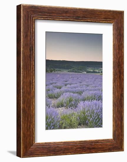 Lavender Fields Near Sault, Vaucluse, Provence, France, Europe-Julian Elliott-Framed Photographic Print