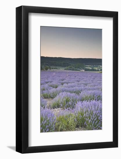 Lavender Fields Near Sault, Vaucluse, Provence, France, Europe-Julian Elliott-Framed Photographic Print