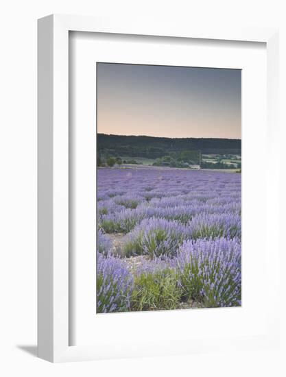 Lavender Fields Near Sault, Vaucluse, Provence, France, Europe-Julian Elliott-Framed Photographic Print