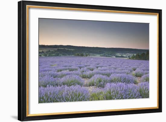 Lavender Fields Near to Sault, Vaucluse, Provence, France, Europe-Julian Elliott-Framed Photographic Print