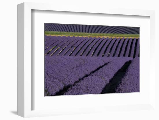 Lavender fields on Valensole Plain, Provence, Southern France.-Michele Niles-Framed Photographic Print