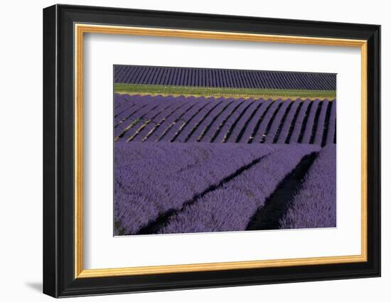 Lavender fields on Valensole Plain, Provence, Southern France.-Michele Niles-Framed Photographic Print