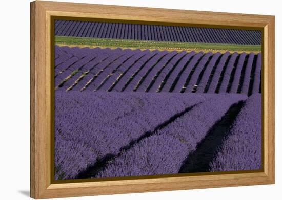 Lavender fields on Valensole Plain, Provence, Southern France.-Michele Niles-Framed Premier Image Canvas