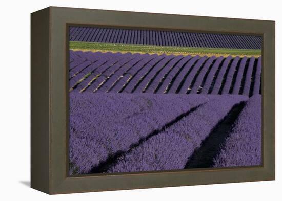 Lavender fields on Valensole Plain, Provence, Southern France.-Michele Niles-Framed Premier Image Canvas