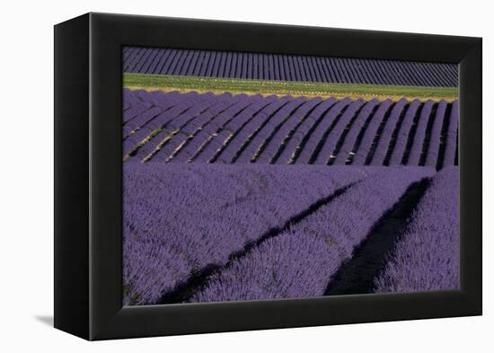Lavender fields on Valensole Plain, Provence, Southern France.-Michele Niles-Framed Premier Image Canvas