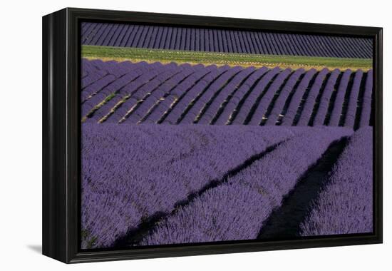 Lavender fields on Valensole Plain, Provence, Southern France.-Michele Niles-Framed Premier Image Canvas