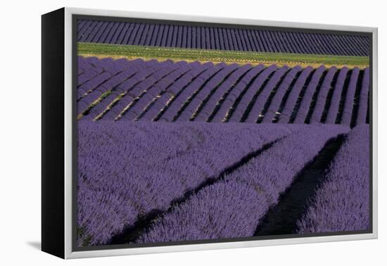 Lavender fields on Valensole Plain, Provence, Southern France.-Michele Niles-Framed Premier Image Canvas