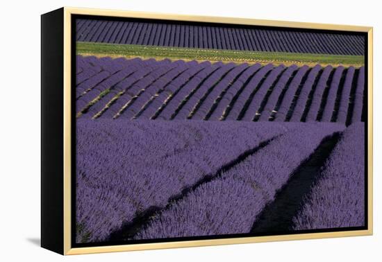 Lavender fields on Valensole Plain, Provence, Southern France.-Michele Niles-Framed Premier Image Canvas