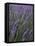 Lavender Fields, Provence, France, Europe-Angelo Cavalli-Framed Premier Image Canvas