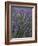 Lavender Fields, Provence, France, Europe-Angelo Cavalli-Framed Photographic Print