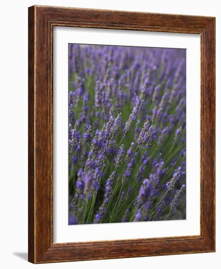 Lavender Fields, Provence, France, Europe-Angelo Cavalli-Framed Photographic Print