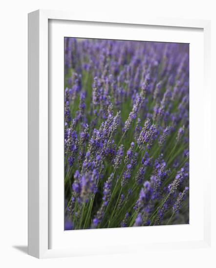 Lavender Fields, Provence, France, Europe-Angelo Cavalli-Framed Photographic Print