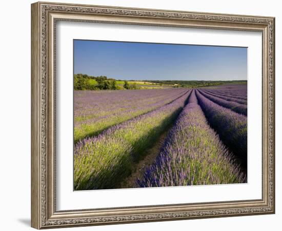 Lavender Fields, Provence, France, Europe-Ben Pipe-Framed Photographic Print