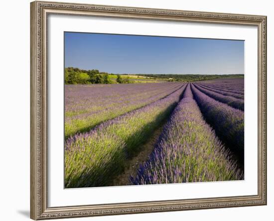 Lavender Fields, Provence, France, Europe-Ben Pipe-Framed Photographic Print