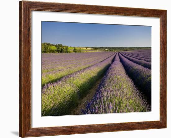 Lavender Fields, Provence, France, Europe-Ben Pipe-Framed Photographic Print