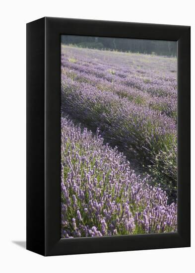 Lavender Fields, Provence, France, Europe-Angelo Cavalli-Framed Premier Image Canvas