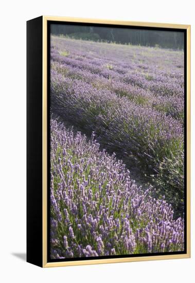 Lavender Fields, Provence, France, Europe-Angelo Cavalli-Framed Premier Image Canvas