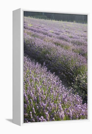 Lavender Fields, Provence, France, Europe-Angelo Cavalli-Framed Premier Image Canvas