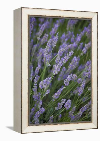 Lavender Fields, Provence, France, Europe-Angelo Cavalli-Framed Premier Image Canvas