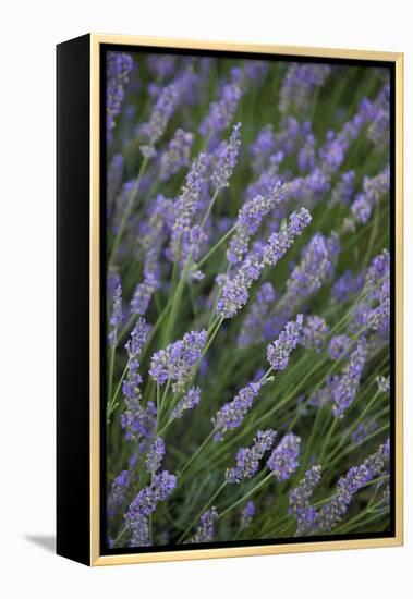 Lavender Fields, Provence, France, Europe-Angelo Cavalli-Framed Premier Image Canvas