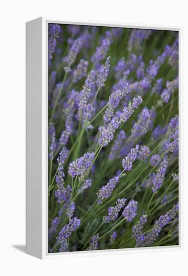 Lavender Fields, Provence, France, Europe-Angelo Cavalli-Framed Premier Image Canvas