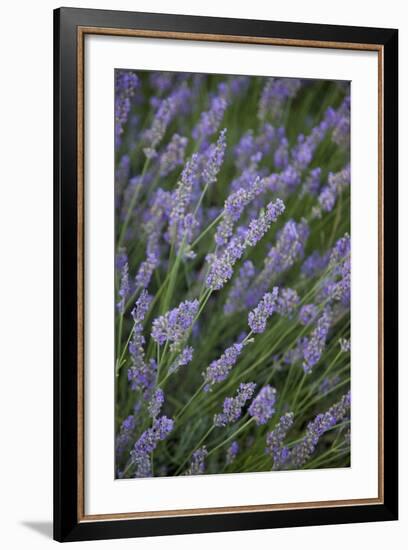 Lavender Fields, Provence, France, Europe-Angelo Cavalli-Framed Photographic Print