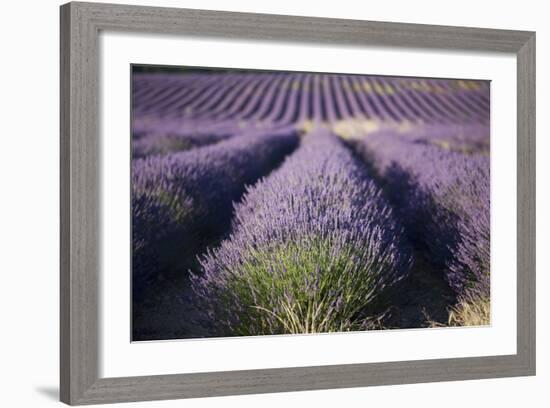 Lavender Fields, Provence, France, Europe-Angelo Cavalli-Framed Photographic Print