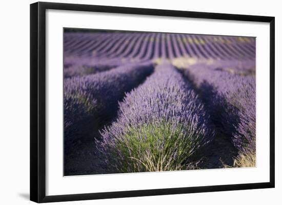 Lavender Fields, Provence, France, Europe-Angelo Cavalli-Framed Photographic Print