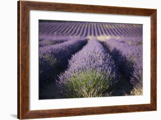 Lavender Fields, Provence, France, Europe-Angelo Cavalli-Framed Photographic Print